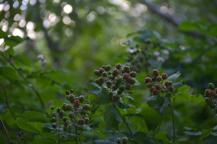 Westduinpark, Den Haag, Netherlands