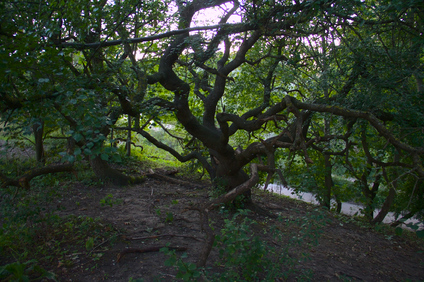 Westduinpark, Den Haag, Netherlands