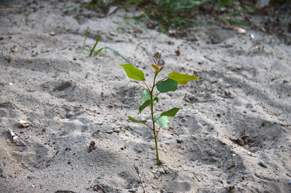 Westduinpark, Den Haag, Netherlands