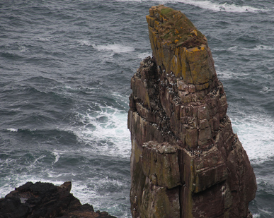 Handa Island, Scotland