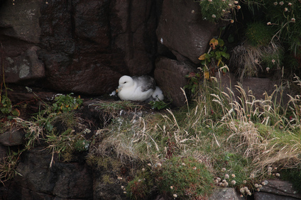 Northern Fulmar, Handa Island, Scotland