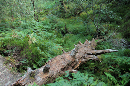 Ben Eighe NP, Scotland